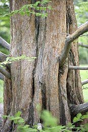 微软巴西透露：Xbox Series X|S已售出2100万台